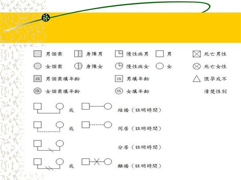 家庭圖關係線